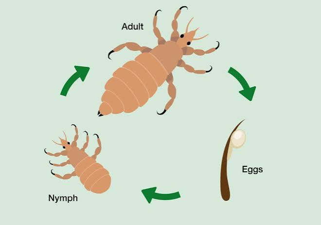 ERADICATING LICE: PROTECTING ANIMAL HEALTH AND FARM PRODUCTIVITY